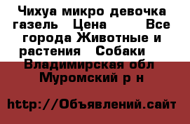 Чихуа микро девочка газель › Цена ­ 65 - Все города Животные и растения » Собаки   . Владимирская обл.,Муромский р-н